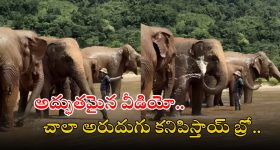 Elephant video: వావ్.. ఏనుగులు గుంపు ఎలా స్నానం చేస్తున్నాయో చూడండి.. వీడియో వైరల్