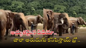 Elephant video: వావ్.. ఏనుగులు గుంపు ఎలా స్నానం చేస్తున్నాయో చూడండి.. వీడియో వైరల్
