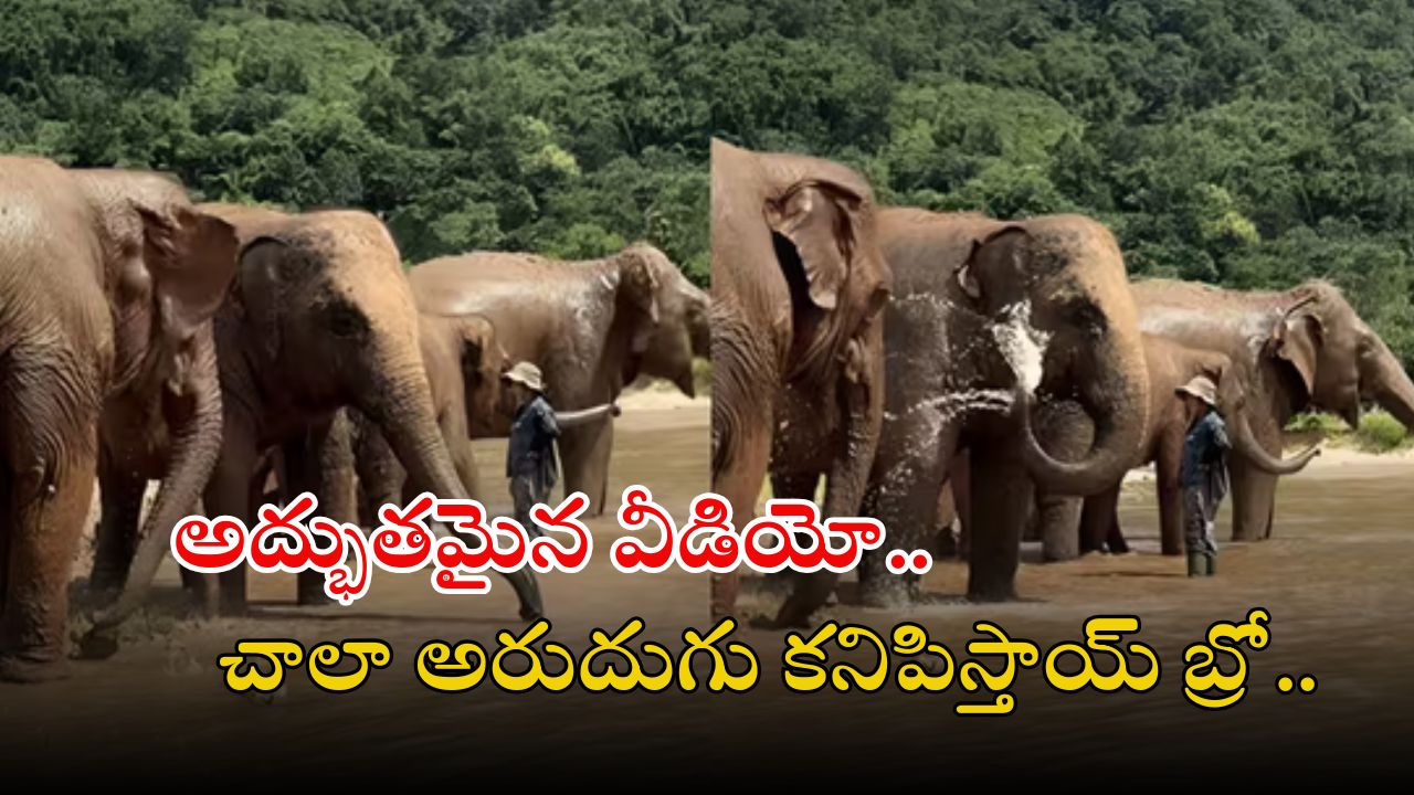 Elephant video: వావ్.. ఏనుగులు గుంపు ఎలా స్నానం చేస్తున్నాయో చూడండి.. వీడియో వైరల్