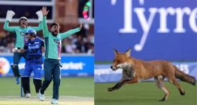FOX Spotted: మ్యాచ్ మధ్యలో ఎంట్రీ ఇచ్చిన వింత జంతువు... ఈ వీడియో చూస్తే నవ్వు ఆపుకోలేరు