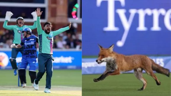FOX Spotted: మ్యాచ్ మధ్యలో ఎంట్రీ ఇచ్చిన వింత జంతువు… ఈ వీడియో చూస్తే నవ్వు ఆపుకోలేరు