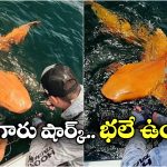 Golden Nurse Shark: గోల్డెన్ నర్స్ షార్క్.. ఫస్ట్ టైమ్ కనిపించింది బ్రో!