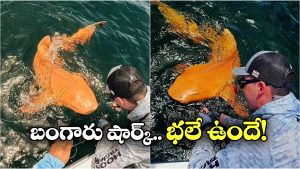 Golden Nurse Shark: గోల్డెన్ నర్స్ షార్క్.. ఫస్ట్ టైమ్ కనిపించింది బ్రో!