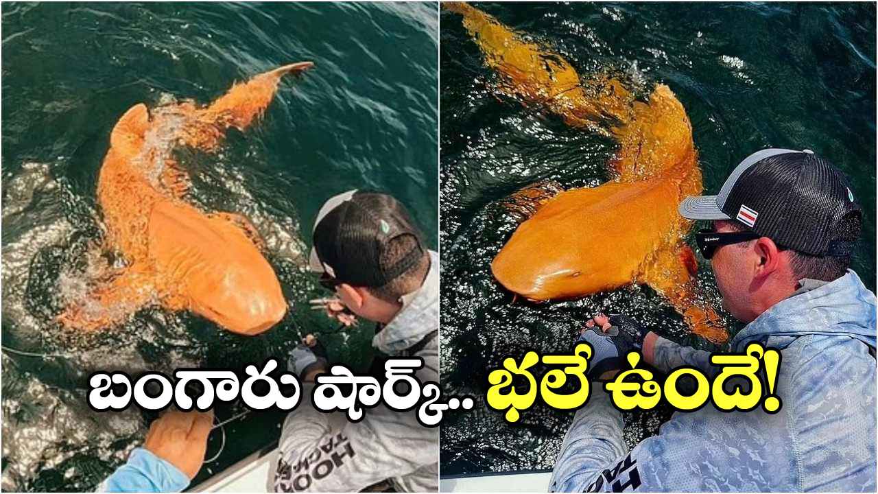 Golden Nurse Shark: గోల్డెన్ నర్స్ షార్క్.. ఫస్ట్ టైమ్ కనిపించింది బ్రో!