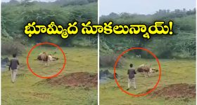Viral Video: చావుకు షేక్ హ్యాండ్ ఇవ్వడం అంటే ఇదే, సింహం తినే మూడ్ లో లేకపోతే..