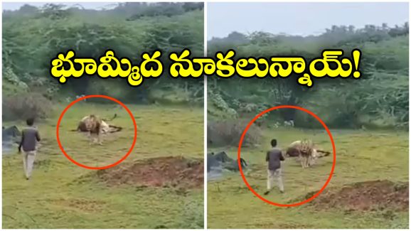 Viral Video: చావుకు షేక్ హ్యాండ్ ఇవ్వడం అంటే ఇదే, సింహం తినే మూడ్ లో లేకపోతే..