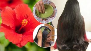 Hibiscus Leaves: మందార ఆకులను ఇలా వాడితే.. తలమోయలేనంత జుట్టు