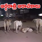 Hyderabad News: హైదరాబాద్‌లో ఆవులు కిడ్నాప్.. ఏకంగా కార్లలో ఎక్కించుకుని.. ఇదిగో ఇలా దొరికారు!