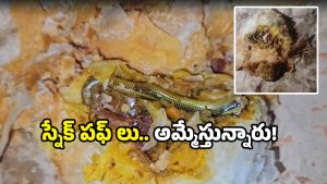 Jadcherla bakery: కర్రీ పఫ్ తింటుంటే నోటికి మెత్తగా తగిలింది.. ఏంటా అని చూస్తే పాము!