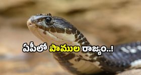 King cobra sanctuary: ఏపీకి సర్‌ప్రైజ్ గిఫ్ట్.. పెద్ద ఎత్తున కింగ్ కోబ్రాలు వచ్చేస్తున్నాయ్!