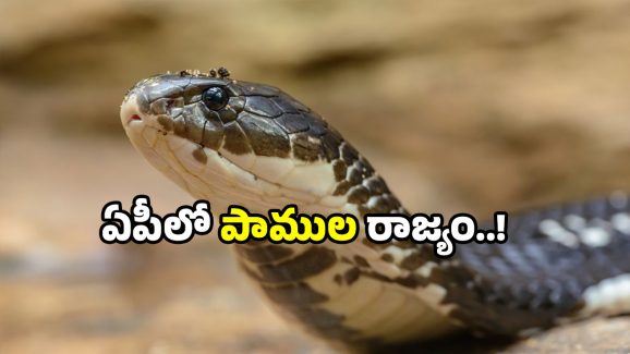 King cobra sanctuary: ఏపీకి సర్‌ప్రైజ్ గిఫ్ట్.. పెద్ద ఎత్తున కింగ్ కోబ్రాలు వచ్చేస్తున్నాయ్!