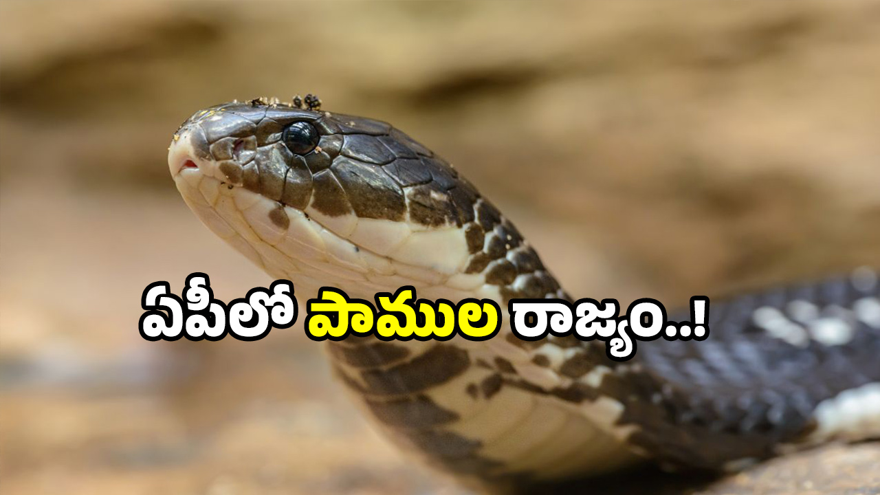 King cobra sanctuary: ఏపీకి సర్‌ప్రైజ్ గిఫ్ట్.. పెద్ద ఎత్తున కింగ్ కోబ్రాలు వచ్చేస్తున్నాయ్!