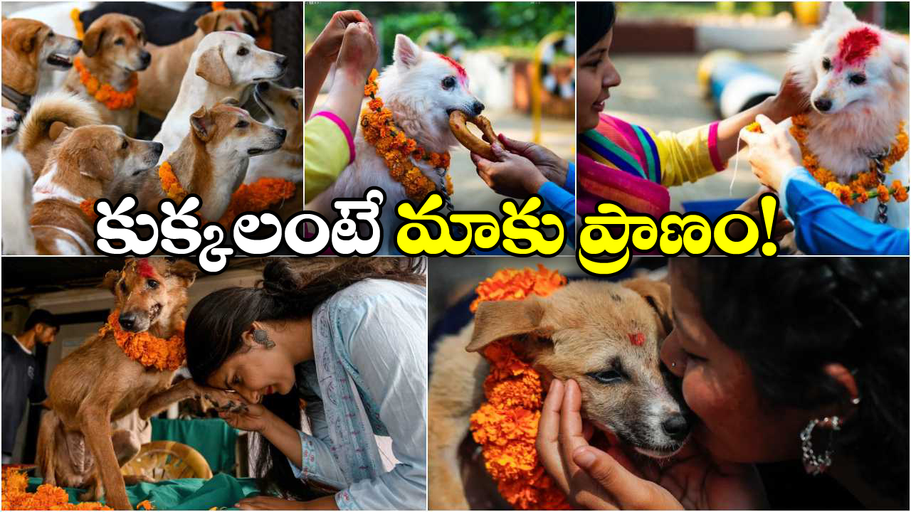 Dogs Day Celebrations: ఆ దేశంలో శునకానికి పూజ చేసి.. వేడుకలు చేస్తారు, ఎందుకంటే?
