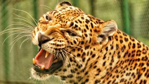 Leopard Attack: సఫారీ రైడ్‌లో బాలుడిపై చిరుత అటాక్.. పరిగెత్తుకుంటూ వచ్చి మరీ.. వీడియో వైరల్