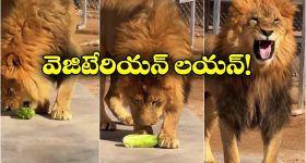 Viral Video: మొదటిసారి శాఖాహారం తిన్న సింహం.. దాని ఎక్స్‌ప్రెషన్ చూస్తే.. గంట నవ్వుతారు!