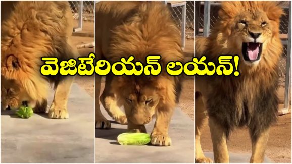 Viral Video: మొదటిసారి శాఖాహారం తిన్న సింహం.. దాని ఎక్స్‌ప్రెషన్ చూస్తే.. గంట నవ్వుతారు!