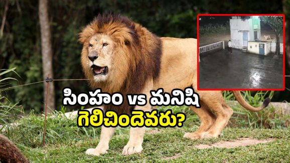 Viral CCTV Video: ఫ్యాక్టరీకి వచ్చిన సింహం.. ఎదురుగా మనిషి.. ట్విస్ట్ తెలిస్తే నవ్వులే.. వీడియో వైరల్!