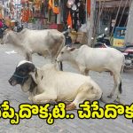 Monda Market: ఆవుల చోరీ కేసులో పోలీసులు ఓవర్ యాక్షన్.. అసలు నిజాలివే.. తప్పంతా వాళ్లదే..?