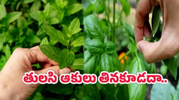 Mint Leaves: తులసి ఆకులు నేరుగా తింటే ప్రమాదమా? ఏమవుతుంది?