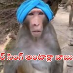 Monkey video viral: కోతి తలకు పగడి ధరించి.. ఓ మోడల్ లాగా..? వీడియో మస్త్ వైరల్