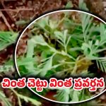 Strange Incident: గుండ్రంగా తిరుగుతున్న చింత చెట్టు ఏమో?