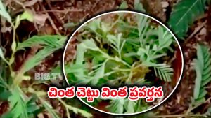 Strange Incident: గుండ్రంగా తిరుగుతున్న చింత చెట్టు ఏమో?