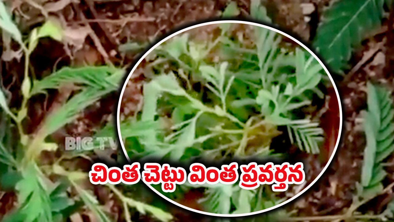Strange Incident: గుండ్రంగా తిరుగుతున్న చింత చెట్టు ఏమో?