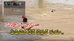 Viral video: ఇవి వరద నీళ్లా.. స్విమ్మింగ్ పూలా..? ఎలా ఈత కొడుతున్నారో చూడండి, వీడియో వైరల్
