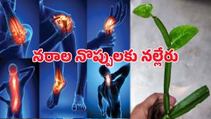 Nalleru: నల్లేరు శక్తి అద్భుతం.. డాక్టర్లు ఆశ్చర్యపోయిన వంటకం