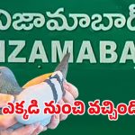 Spy Pigeon: వామ్మో గూఢచారి పావురం.. కాలికి కోడ్ రింగ్, రెక్కలపై కోడ్ లెటర్స్.. ఎక్కడంటే..