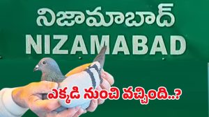 Spy Pigeon: వామ్మో గూఢచారి పావురం.. కాలికి కోడ్ రింగ్, రెక్కలపై కోడ్ లెటర్స్.. ఎక్కడంటే..
