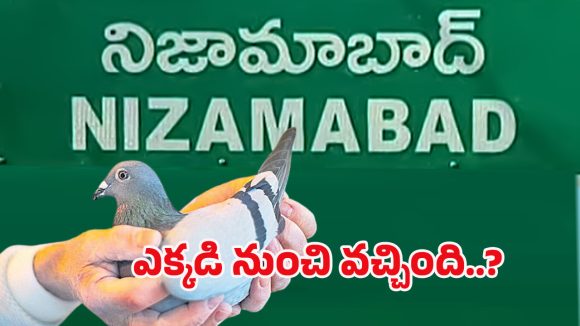 Spy Pigeon: వామ్మో గూఢచారి పావురం.. కాలికి కోడ్ రింగ్, రెక్కలపై కోడ్ లెటర్స్.. ఎక్కడంటే..