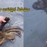 Octopus video: అద్భుతమైన వీడియో.. తనను కాపాడినందుకు అక్టోపస్ ఎలా థ్యాంక్స్ చెప్పిందో చూడండి..!