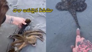 Octopus video: అద్భుతమైన వీడియో.. తనను కాపాడినందుకు అక్టోపస్ ఎలా థ్యాంక్స్ చెప్పిందో చూడండి..!