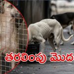 Stray Dogs: వీధి కుక్కలు కనిపించకూడదన్న సుప్రీంకోర్టు.. రంగంలోకి అధికారులు, మండిపడ్డ పెటా