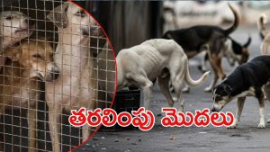 Stray Dogs: వీధి కుక్కలు కనిపించకూడదన్న సుప్రీంకోర్టు.. రంగంలోకి అధికారులు, మండిపడ్డ పెటా