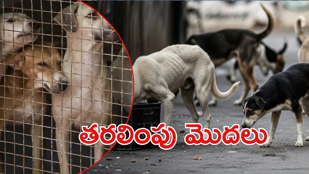 Stray Dogs: వీధి కుక్కలు కనిపించకూడదన్న సుప్రీంకోర్టు.. రంగంలోకి అధికారులు, మండిపడ్డ పెటా