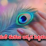 Vastu Secret: వాస్తు సీక్రెట్.. నెమలి ఈకలతో ఇలా చేస్తే మీ ఇంట్లో అన్ని శుభాలే