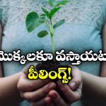 Plants: మొక్కలకు కూడా అలాంటి ఫీలింగ్స్ ఉంటాయా? అవి ఎలా ప్రతిస్పందిస్తాయంటే?