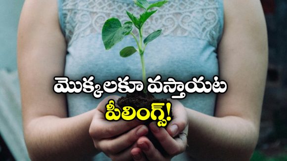 Plants: మొక్కలకు కూడా అలాంటి ఫీలింగ్స్ ఉంటాయా? అవి ఎలా ప్రతిస్పందిస్తాయంటే?