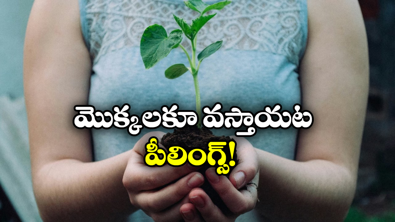 Plants: మొక్కలకు కూడా అలాంటి ఫీలింగ్స్ ఉంటాయా? అవి ఎలా ప్రతిస్పందిస్తాయంటే?