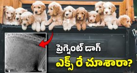 Pregnant Dog X-Ray: గర్భంతో ఉన్న కుక్క ఎక్స్‌రే.. ఒకేసారి అన్ని పిల్లలను ఎలా కంటుంది? రికార్డు ఎంత?