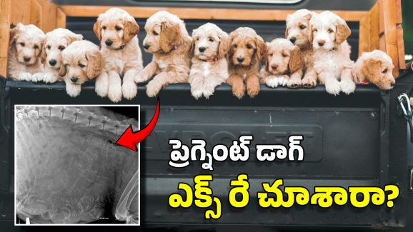 Pregnant Dog X-Ray: గర్భంతో ఉన్న కుక్క ఎక్స్‌రే.. ఒకేసారి అన్ని పిల్లలను ఎలా కంటుంది? రికార్డు ఎంత?