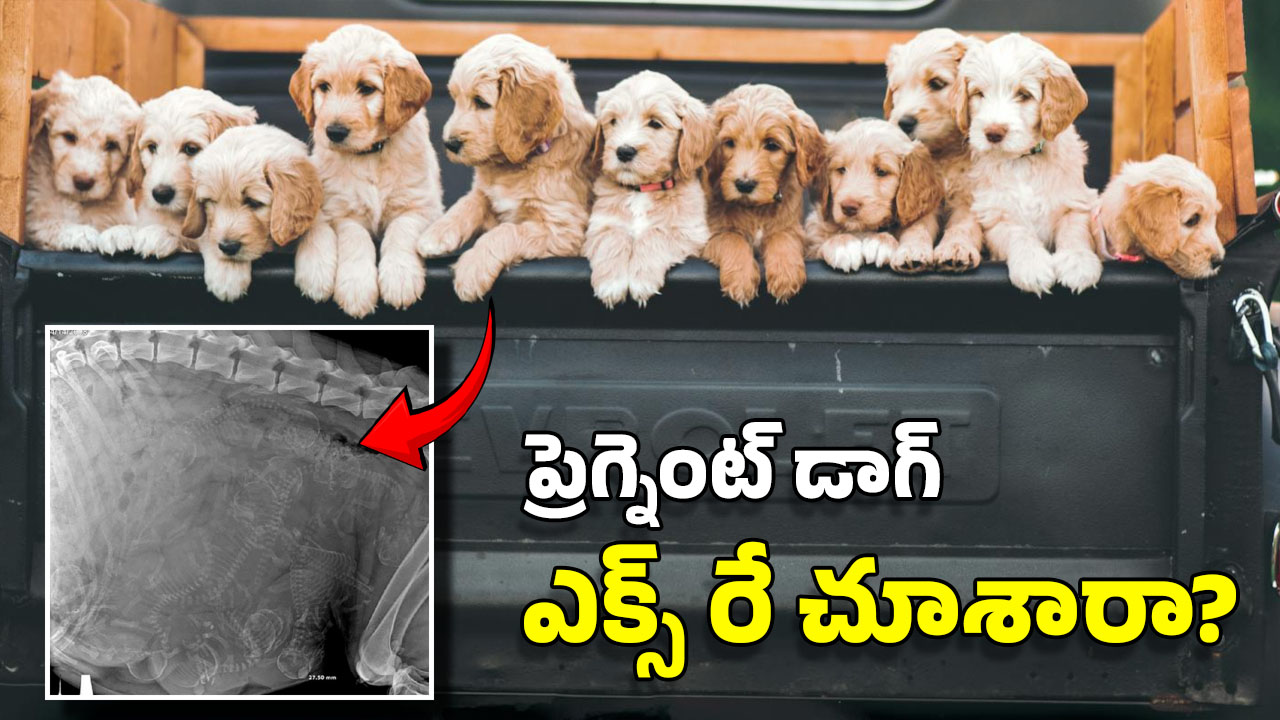Pregnant Dog X-Ray: గర్భంతో ఉన్న కుక్క ఎక్స్‌రే.. ఒకేసారి అన్ని పిల్లలను ఎలా కంటుంది? రికార్డు ఎంత?