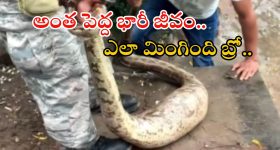 Lemon Crushing: కొత్త వెహికిల్ టైర్ల కింద నిమ్మకాయలు పెట్టే ఆచారం.. దీని వెనుక ఇంత పెద్ద కథ ఉందా?