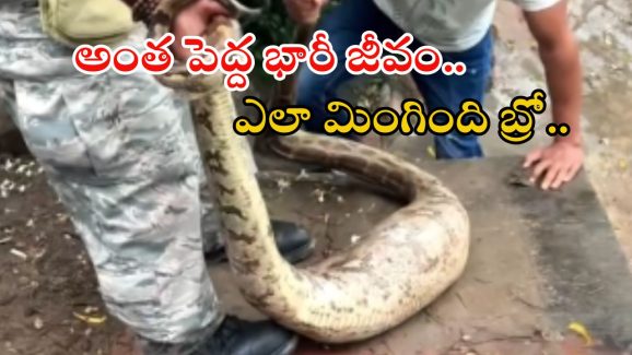 Python Video: అమ్మ బాబోయ్..! భారీ కడుపుతో కొండచిలువ.. కాసేపటికే కక్కేసింది.. వీడియో చూస్తే..?