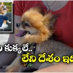 Street Dogs: ఆ దేశంలో పిల్లలకు బదులు.. వీధి కుక్కలను దత్తత తీసుకుంటారట!
