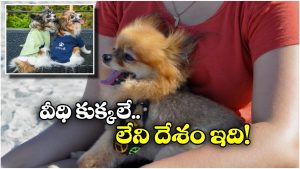 Street Dogs: ఆ దేశంలో పిల్లలకు బదులు.. వీధి కుక్కలను దత్తత తీసుకుంటారట!