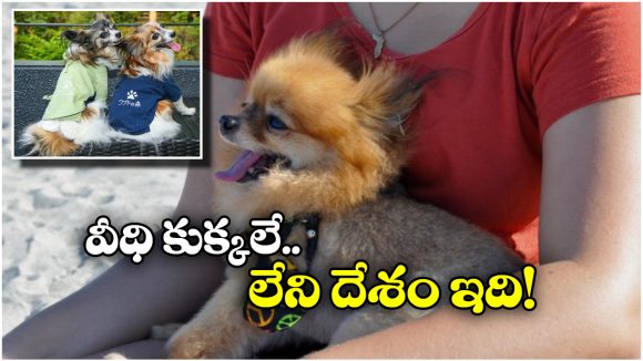 Street Dogs: ఆ దేశంలో పిల్లలకు బదులు.. వీధి కుక్కలను దత్తత తీసుకుంటారట!