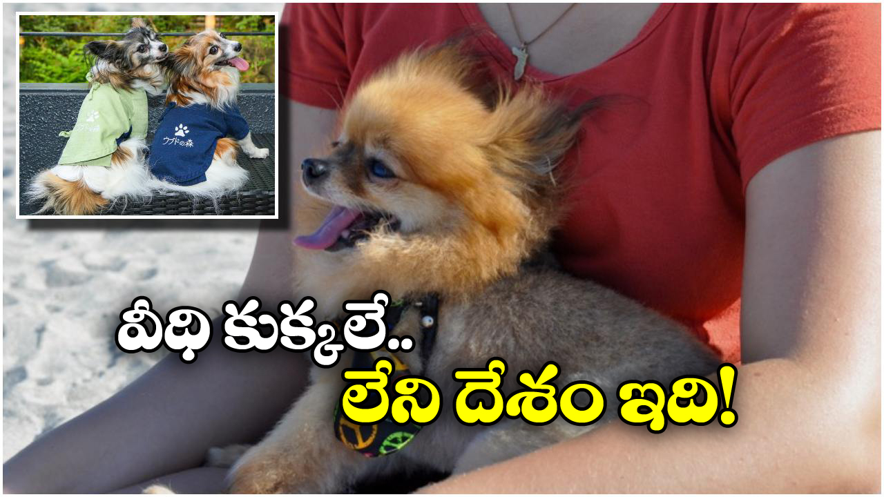 Street Dogs: ఆ దేశంలో పిల్లలకు బదులు.. వీధి కుక్కలను దత్తత తీసుకుంటారట!